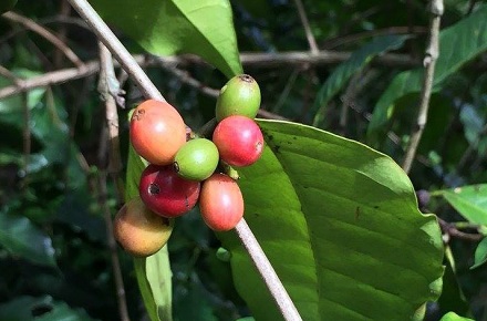 咖啡樹