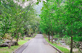 Wild Creek Trail