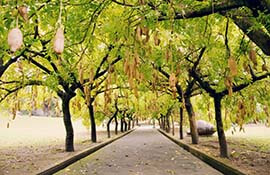 臘腸樹步道